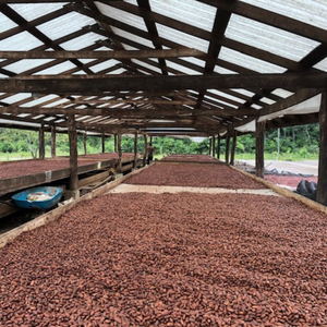 Touring Maya Mountain Cacao